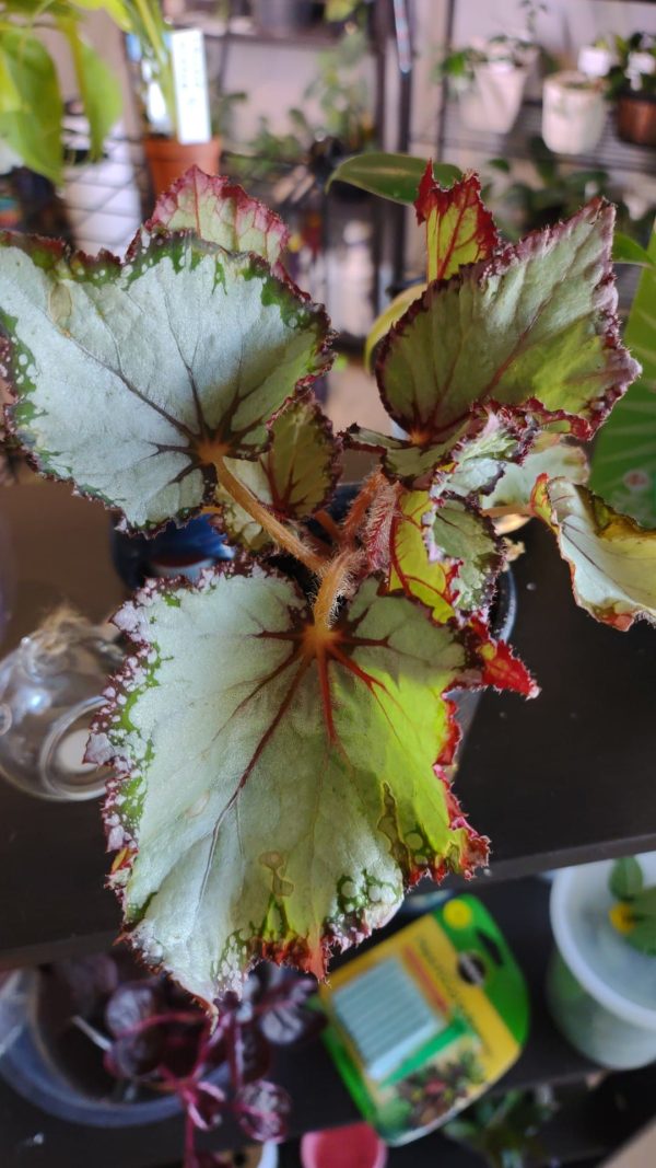 Begonia "Blueberry Sorbet"
