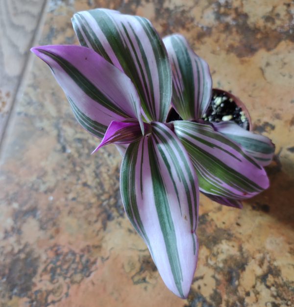 Tradescantia "Bubblegum"