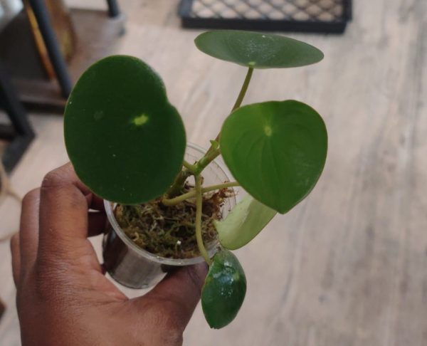 Chinese Money plant pup