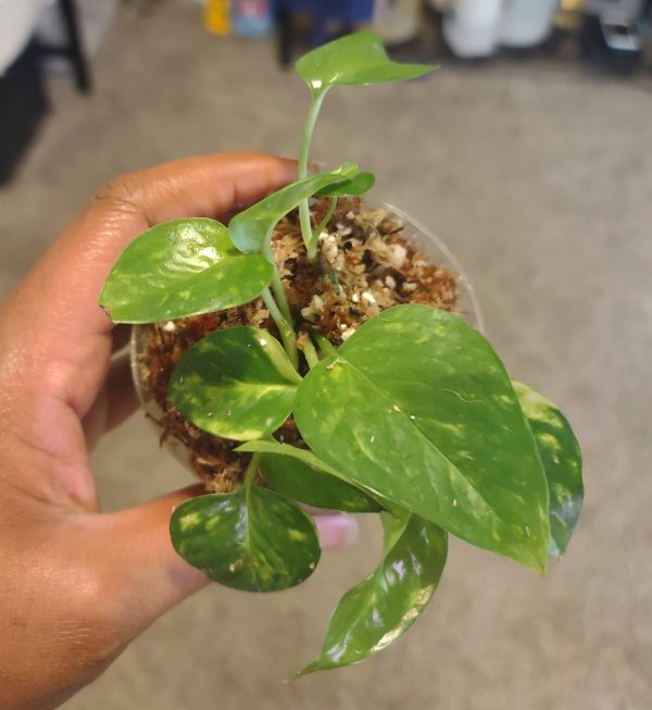Hawaiian Pothos