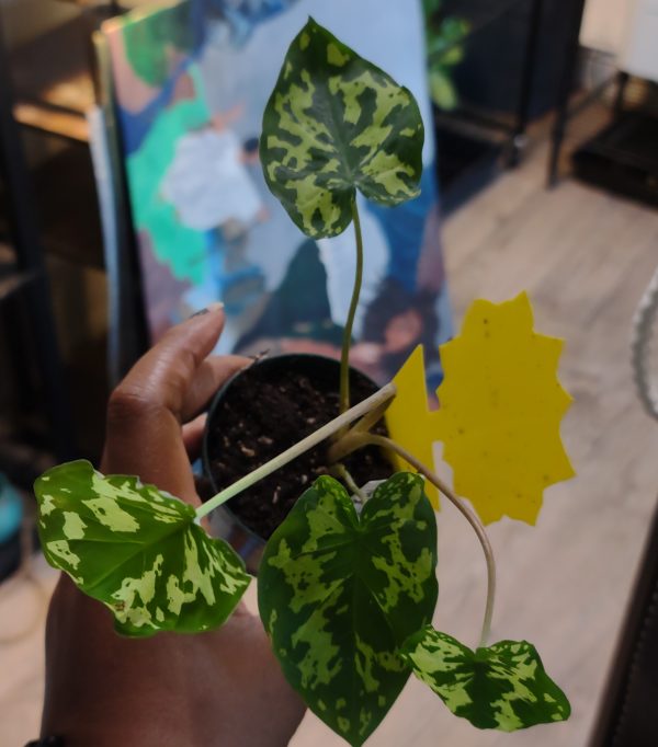 Alocasia Hilo Beauty