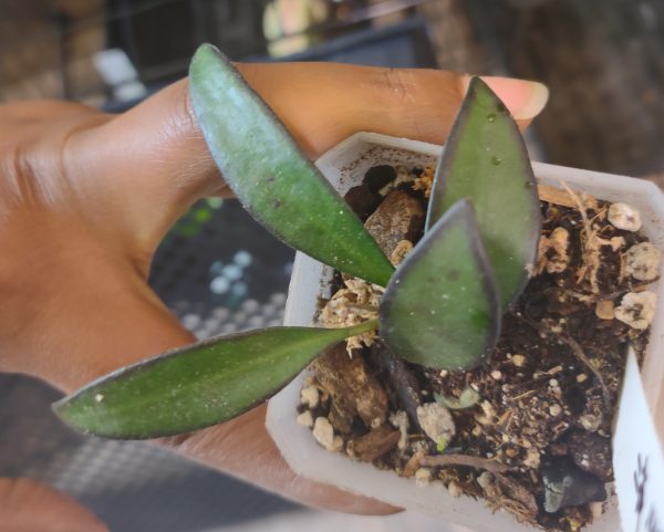 Hoya Burtoniae
