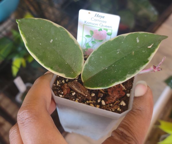 Hoya Krimson Queen - Image 2