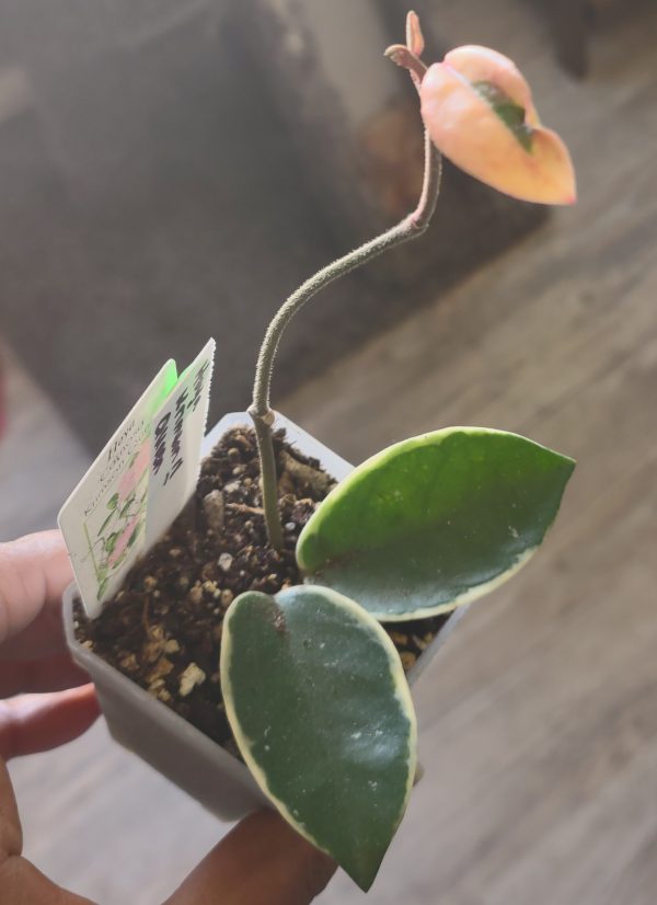 Hoya Krimson Queen