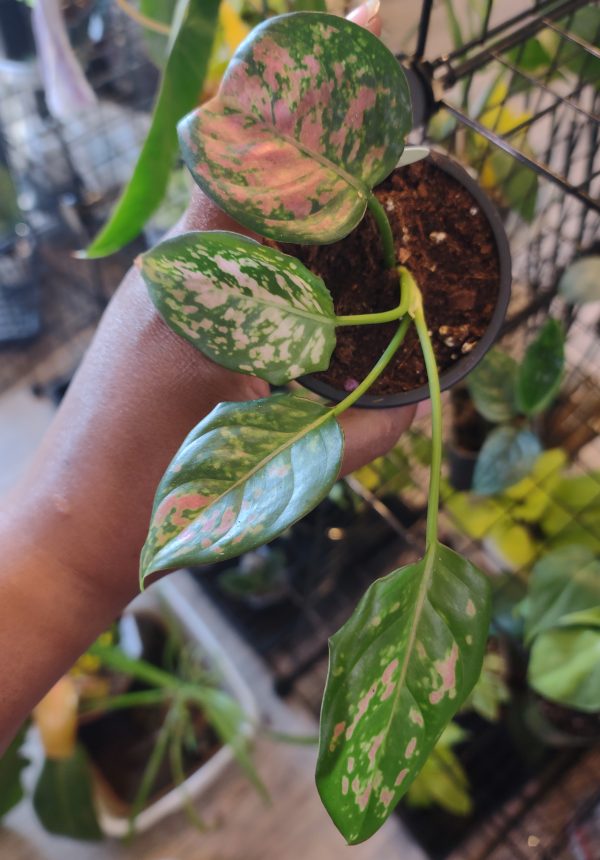 Agleaonema "Red Valentine"