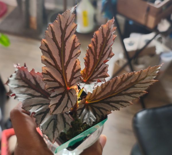 Begonia "Guy Savard"
