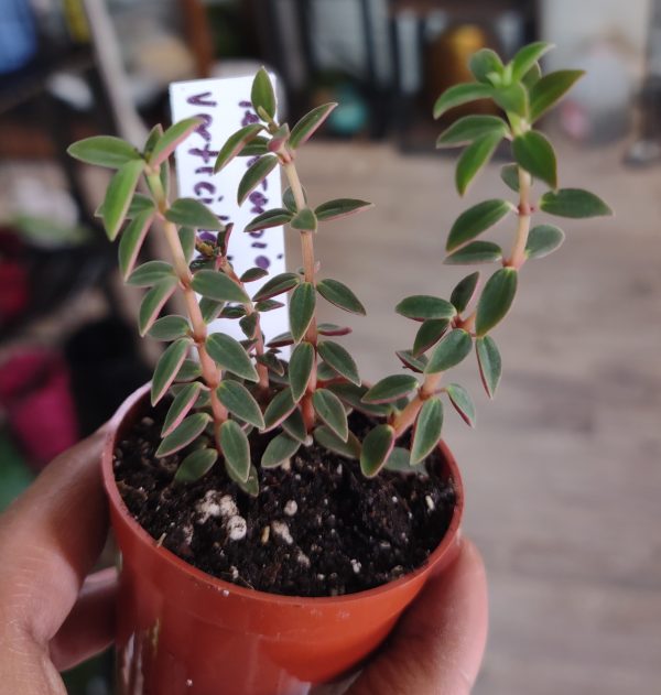 Peperomia Verticillata
