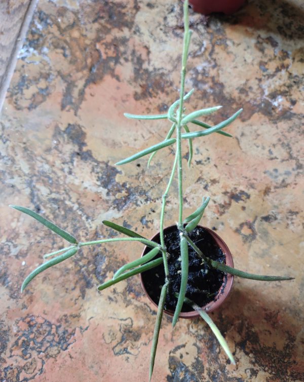 Hoya Linearis