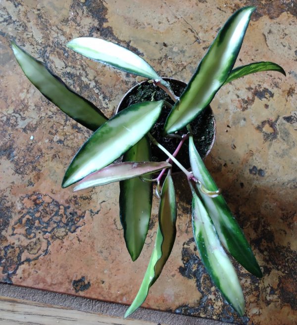Hoya Kentiana