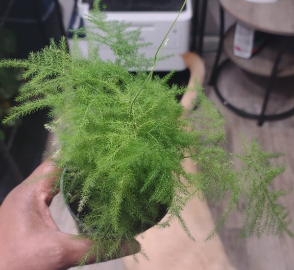 Asparagus Fern