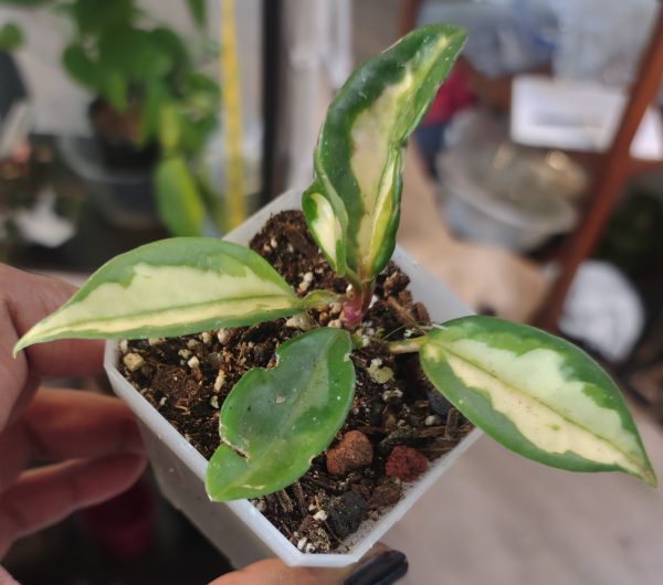 Hoya Tricolor
