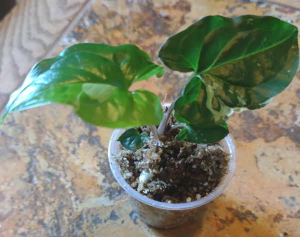 Syngonium Albo