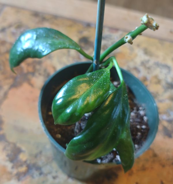 Hoya Diversifolia