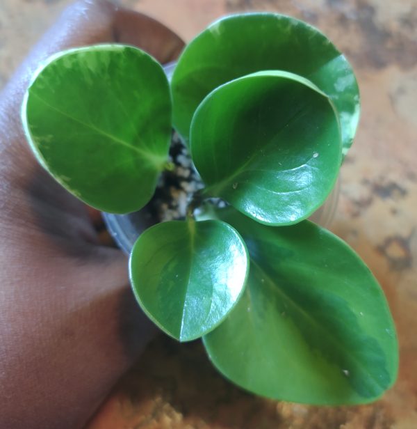 Peperomia Marble and Lemon Lime mix