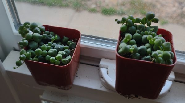 Ceropegia String of Pearls