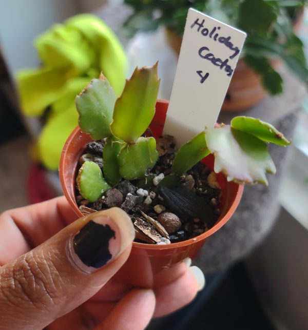 Holiday Cactus pup