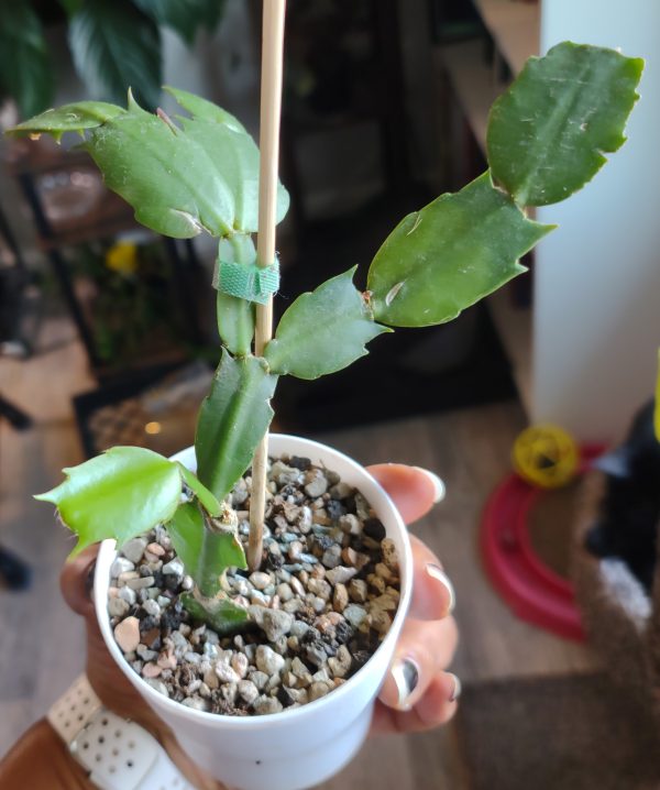 Holiday Cactus