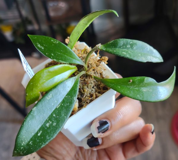Hoya Heirloom Carnosa