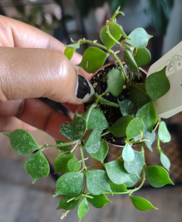Hoya Curtisii