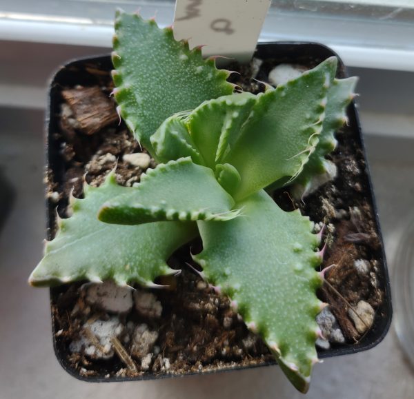 Tiger Jaw- Mimicry Plant