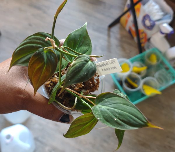 Philodendron Micans