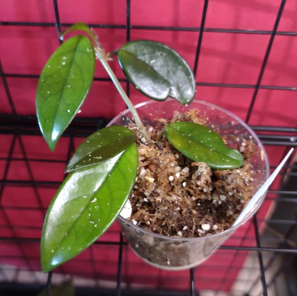 Hoya Carnosa