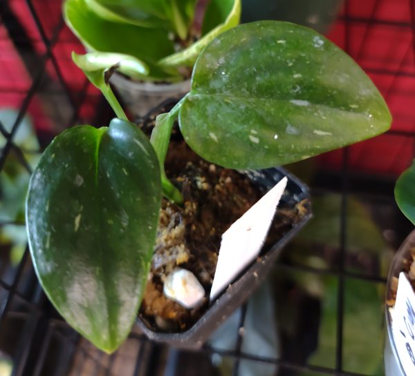 Monstera Standleyana Albo