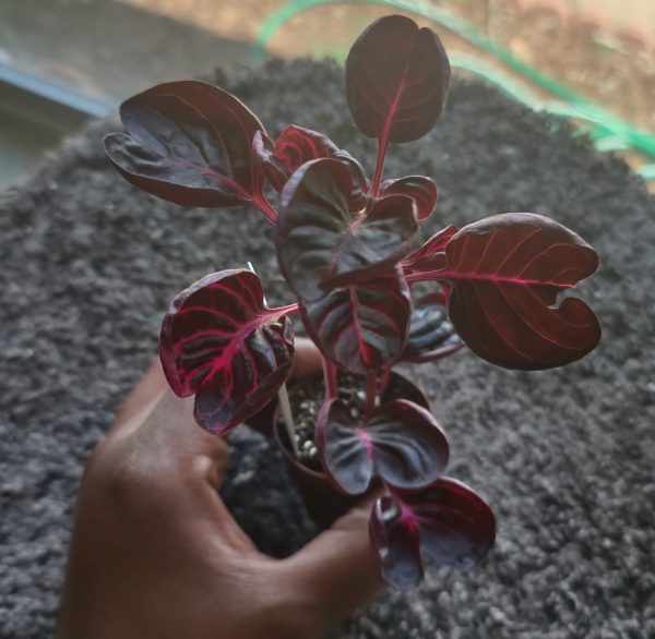 Iresine Herbstii Bloodleaf