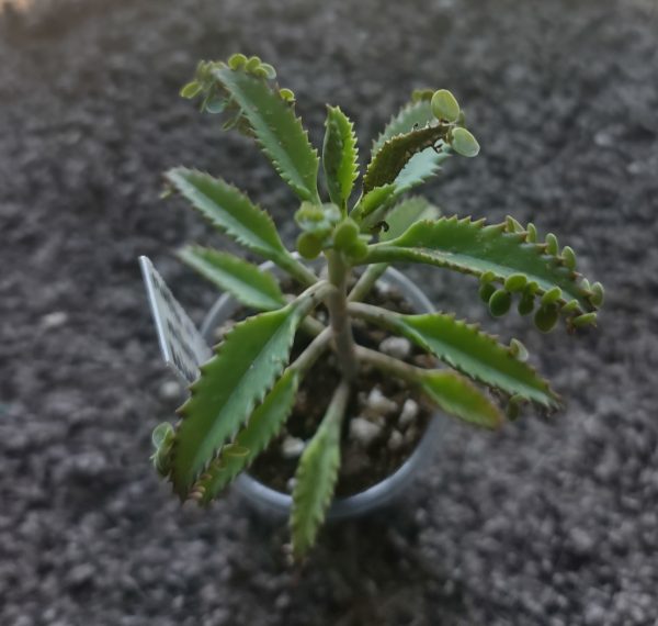 Mother of Millions