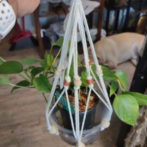Plant Care