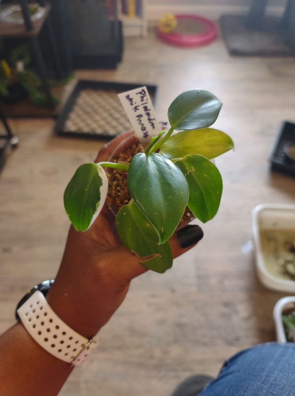 Philodendron White  Princess (low variegation) - Image 2