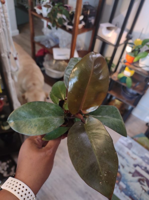 Philodendron McColley's Finale