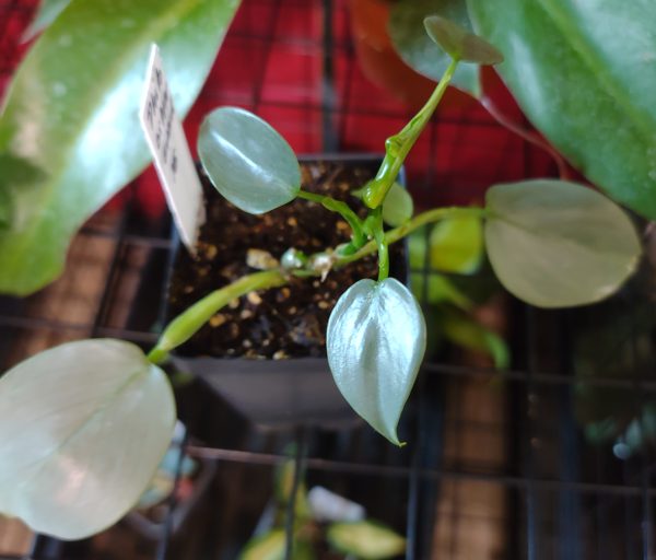 Philodendron Silver Sword Hastatum