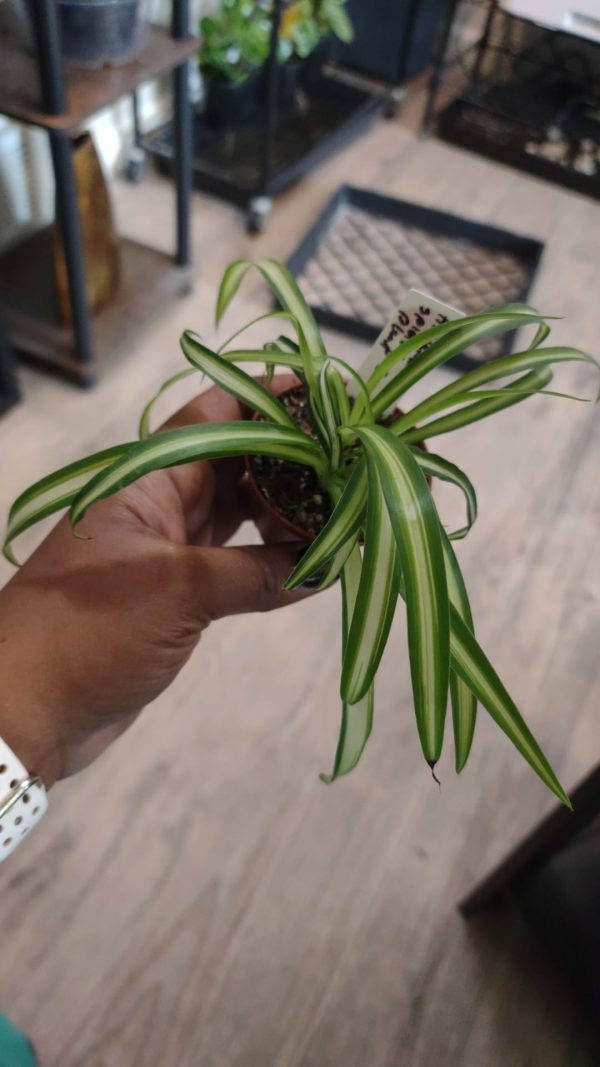 Spider Plant