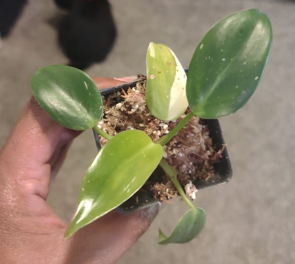 Philodendron White  Princess (low variegation)