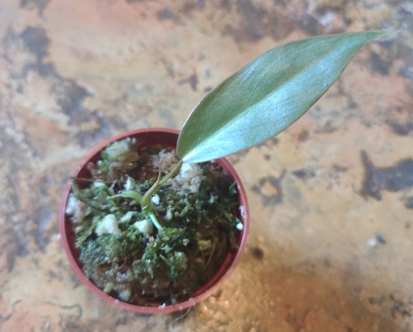 Philodendron Atabapoense pup