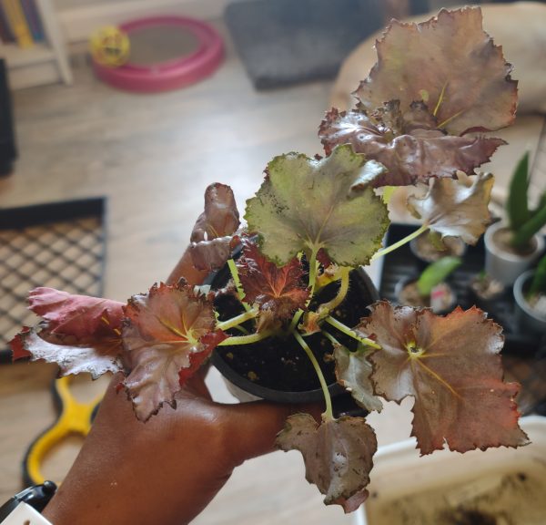 Begonia "Dejah Thoris"