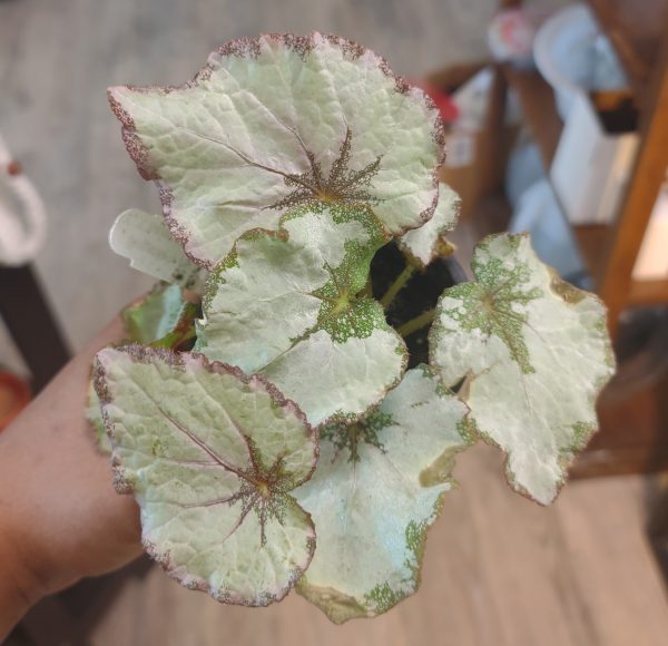 Begonia "Champagne Bubbles"
