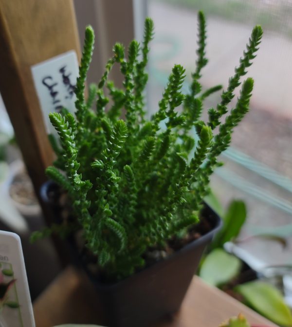 Crassula Muscosa Watch Chain