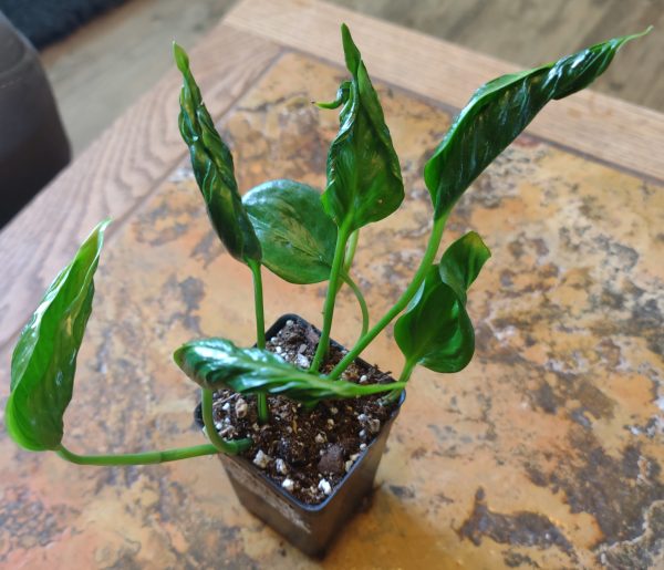 Epipremnum Shangri La