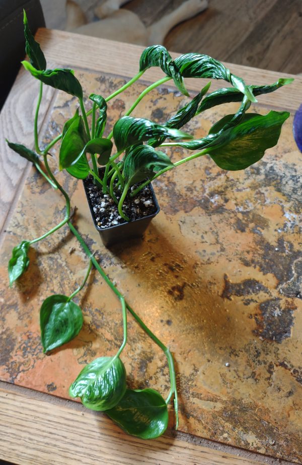 Epipremnum Shangri La