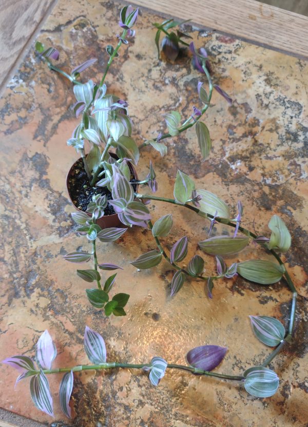 Fluminensis Lilac Tradescantia