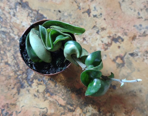 Hoya Compacta