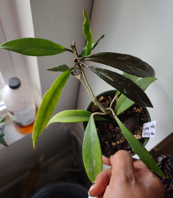 Hoya Pubicalyx Royal Hawaiian Purple