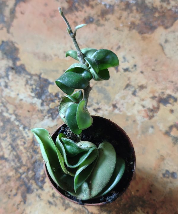 Hoya Compacta - Image 2