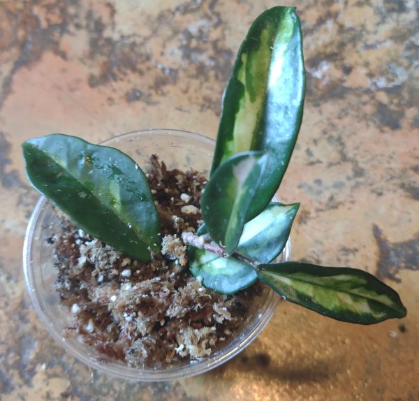 Hoya Krimson Princess