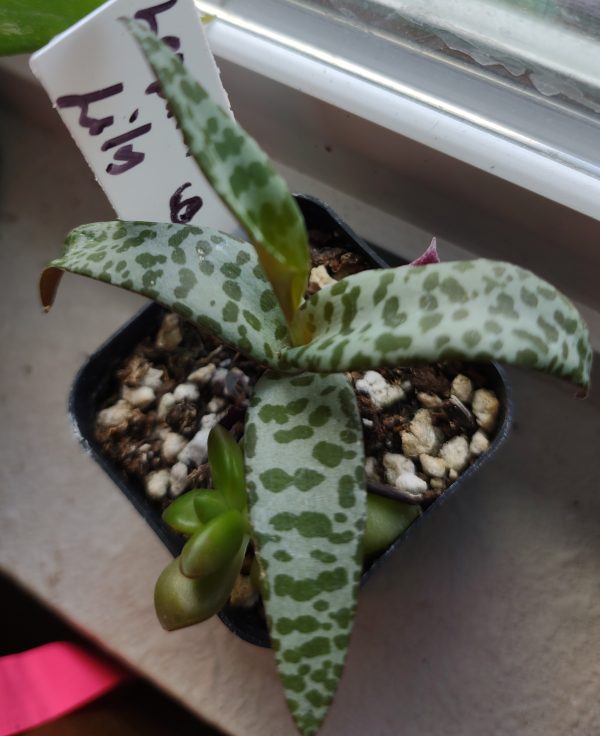Leopard Lily Silver Squill
