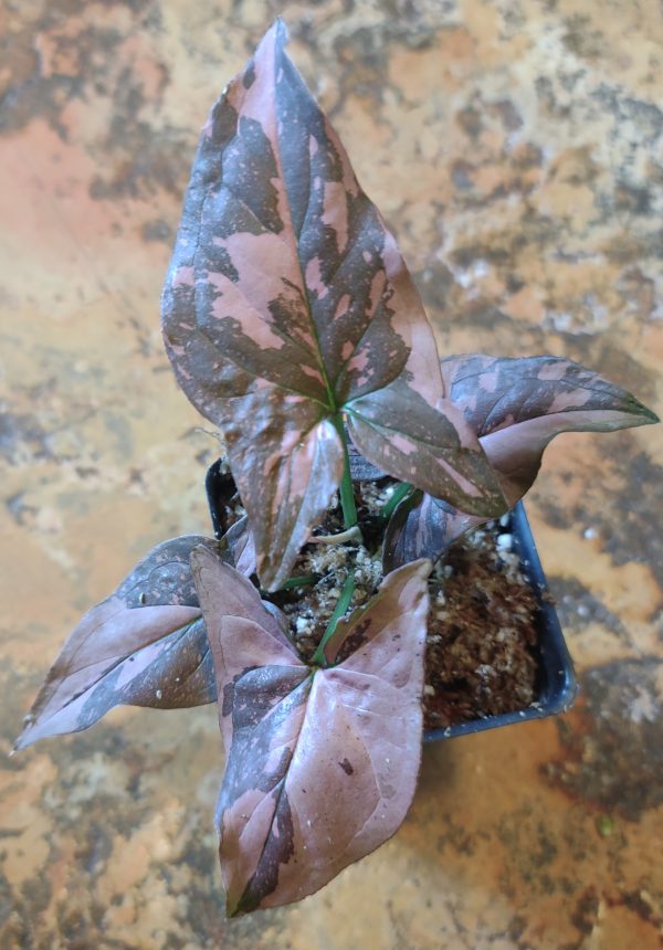 Syngonium Pink Splash - Image 2