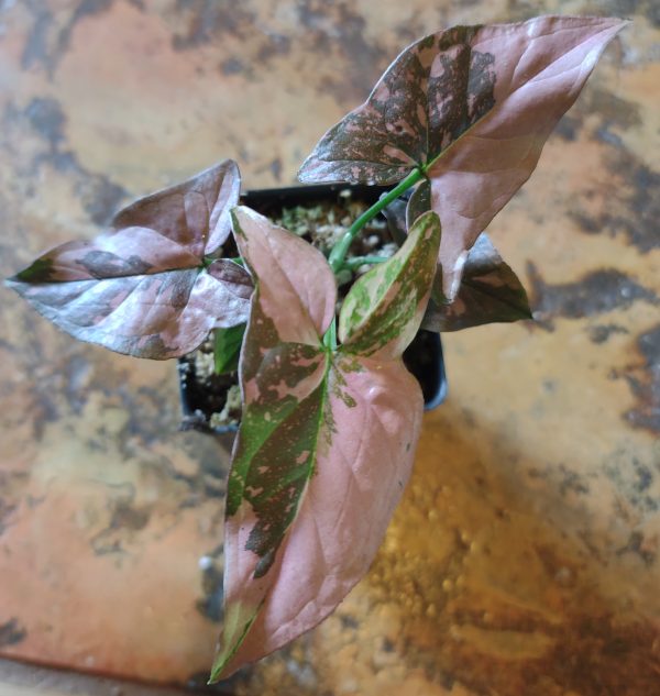 Syngonium Pink Splash