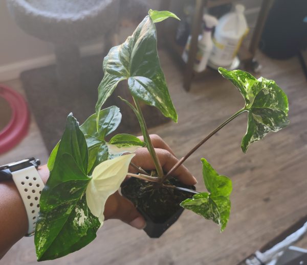 Syngonium Albo lg